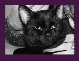 The Fur Aggrement - written by Dr. Tricia Working, animal healer, communicator, and advocate, The Fur Agreements will transform the way you think about and care for the animals of our world.